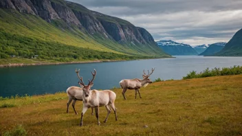 samisk kultur, Norge, urfolks tradisjoner, reindrift, samisk språk, kunst, kulturelle opplevelser, lokal mat